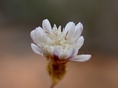 Podolepis capillaris