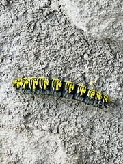 Agapema homogena