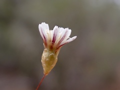 Podolepis capillaris