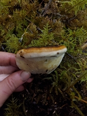 Fomitopsis