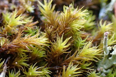Racomitrium