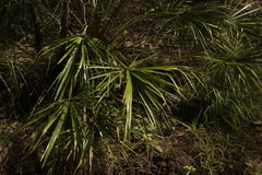 Livistona decora