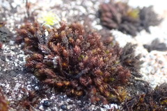 Andreaea