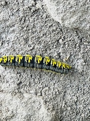 Agapema homogena
