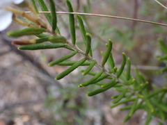 Ricinocarpos bowmanii