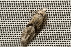 Stenolechia gemmella