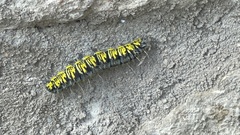 Agapema homogena