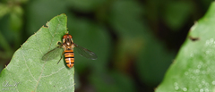 Episyrphus