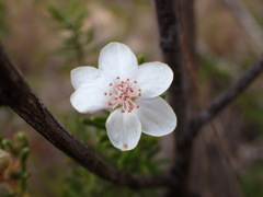 Ricinocarpos bowmanii