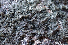 Lichinaceae