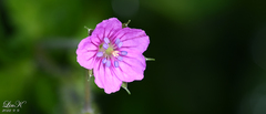 Geranium thunbergii