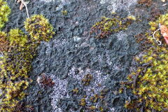 Lichinaceae