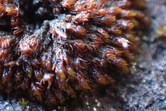 Andreaea