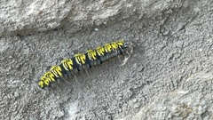 Agapema homogena