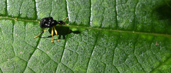 Phymatapoderus