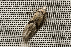 Stenolechia gemmella