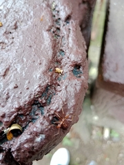 Oecophylla smaragdina