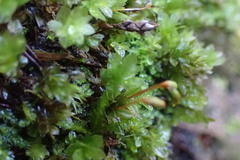 Mniaceae