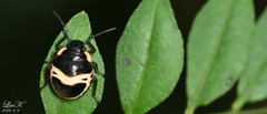 Poecilocoris lewisi