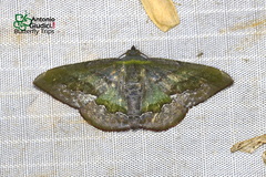 Fascellina meligerys