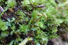 Mniaceae