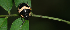 Poecilocoris lewisi