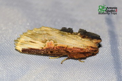 Cetola naumanni