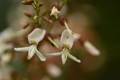 Derris fordii