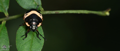 Poecilocoris lewisi