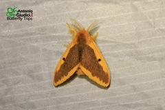 Euproctis staudingeri