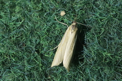 Crambus perlella