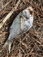 Sparus auratus