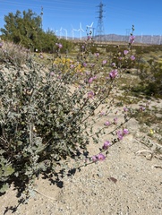 Sphaeralcea ambigua rosacea