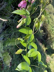 Passiflora tarminiana