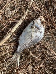 Sparus auratus