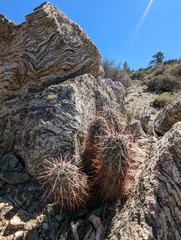 Echinocereus engelmannii engelmannii