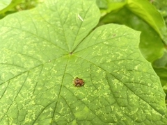 Laccoptera nepalensis