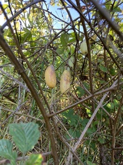 Passiflora tarminiana