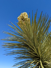Yucca brevifolia