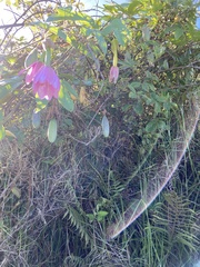 Passiflora tarminiana