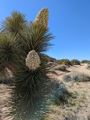 Yucca brevifolia