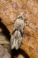 Stenolechia gemmella