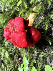 Leratiomyces erythrocephalus