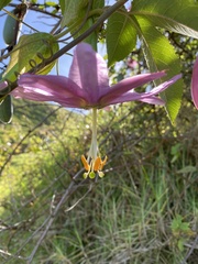 Passiflora tarminiana