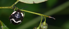 Poecilocoris lewisi