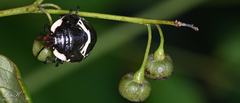 Poecilocoris lewisi