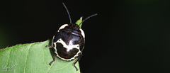Poecilocoris lewisi