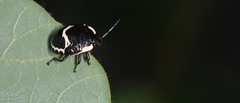 Poecilocoris lewisi