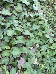 Houttuynia cordata