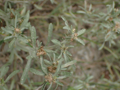Gnaphalium uliginosum